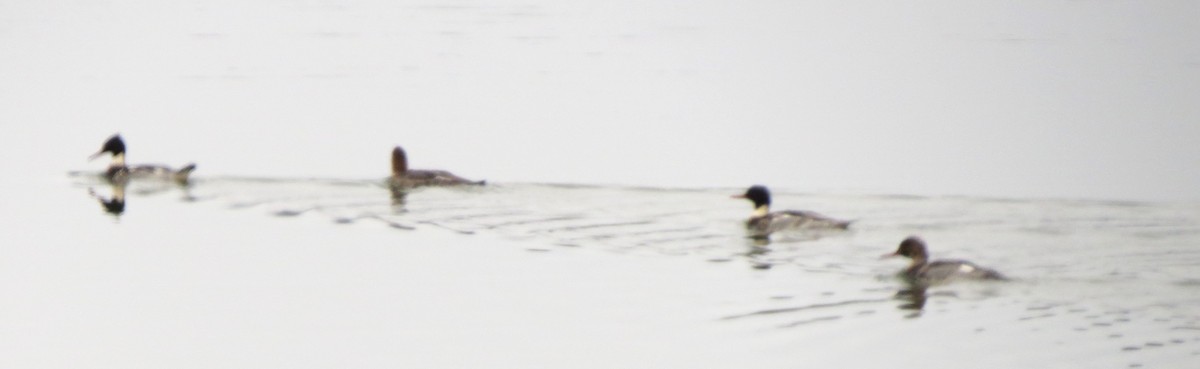 Сэвгэр бохио - ML646721462