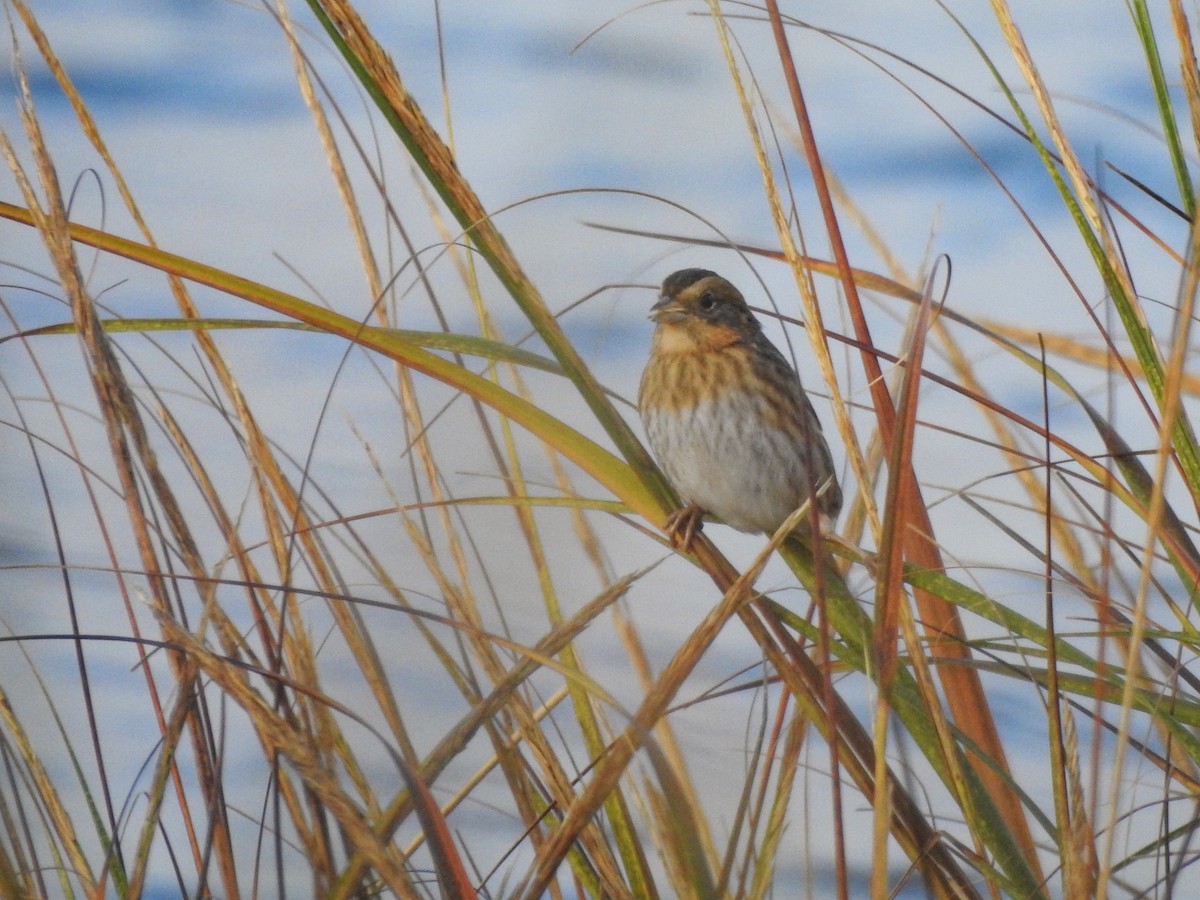 nålstjertspurv - ML646721463