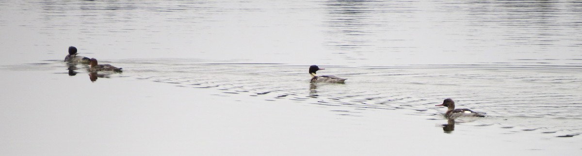 Сэвгэр бохио - ML646721464