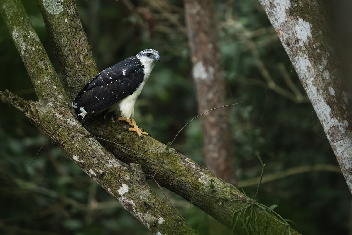 Gray-backed Hawk - ML646721465