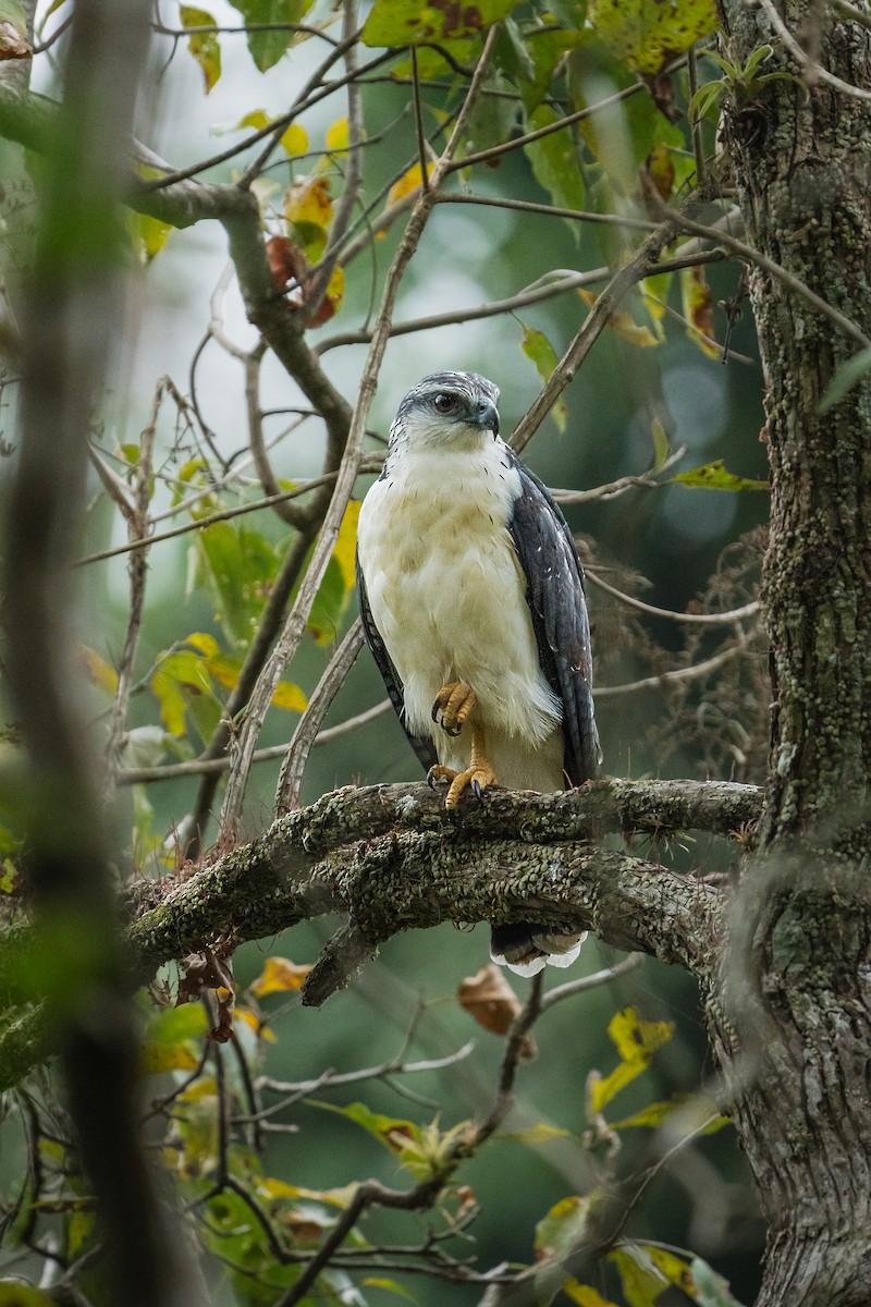 Busardo Dorsigrís - ML646721466
