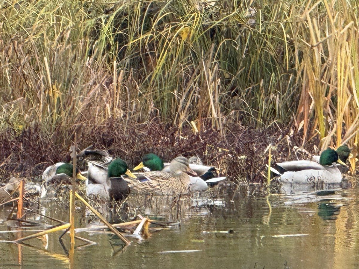 Зэрлэг нугас - ML646721467