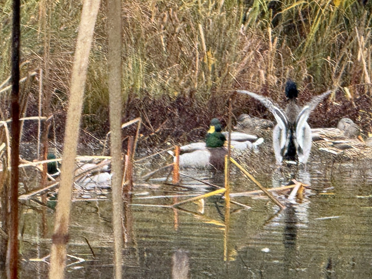 Зэрлэг нугас - ML646721468