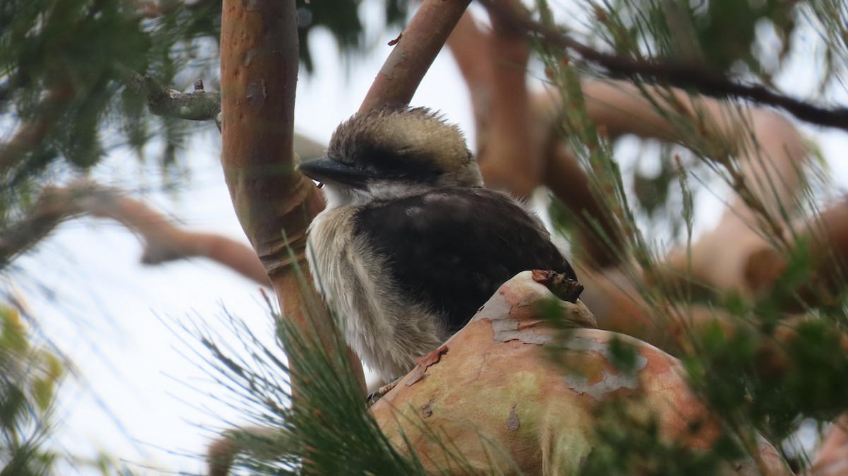 Laughing Kookaburra - ML646721470