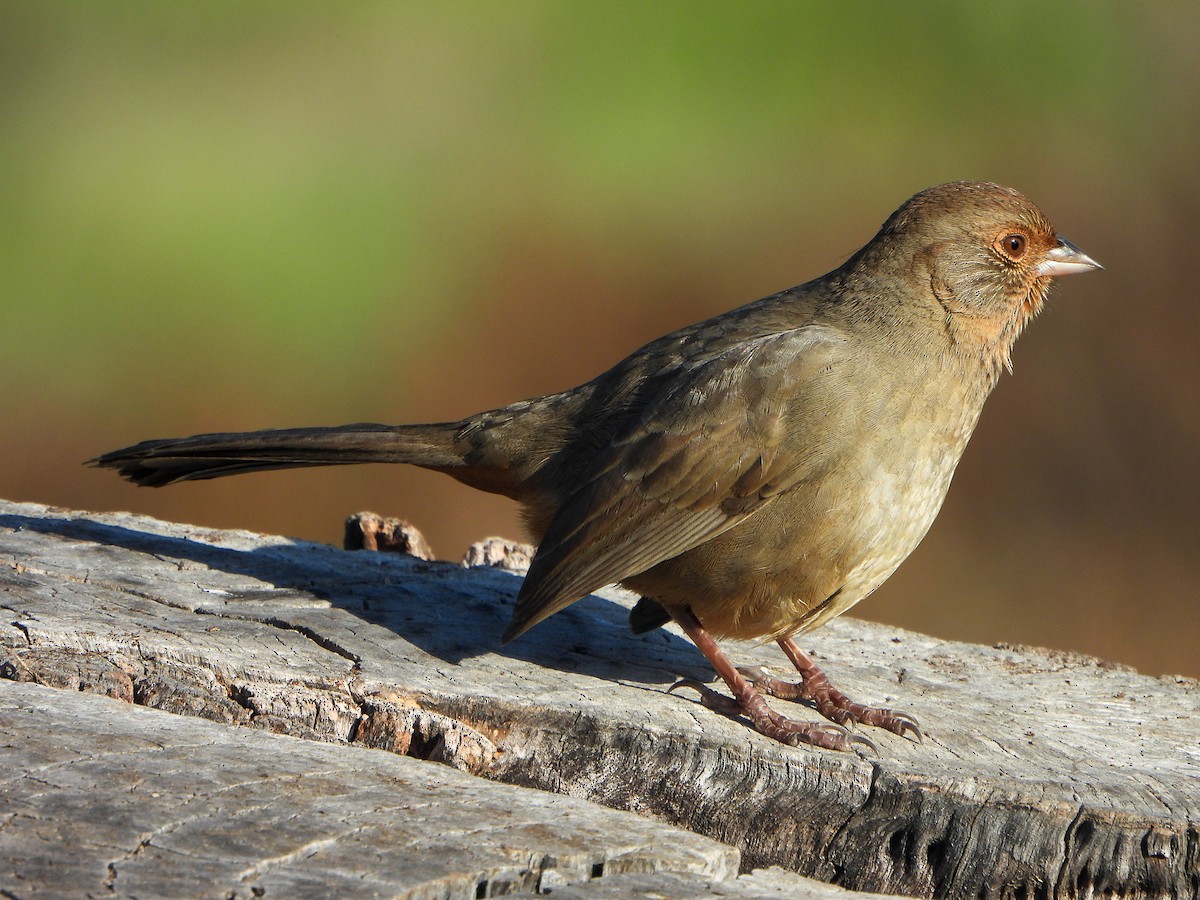 Тауї каліфорнійський - ML646721471