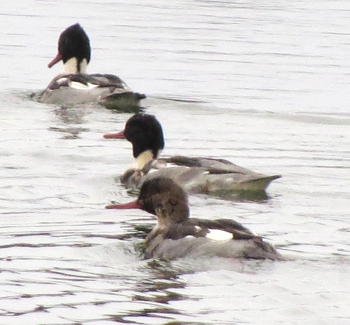 Сэвгэр бохио - ML646721472