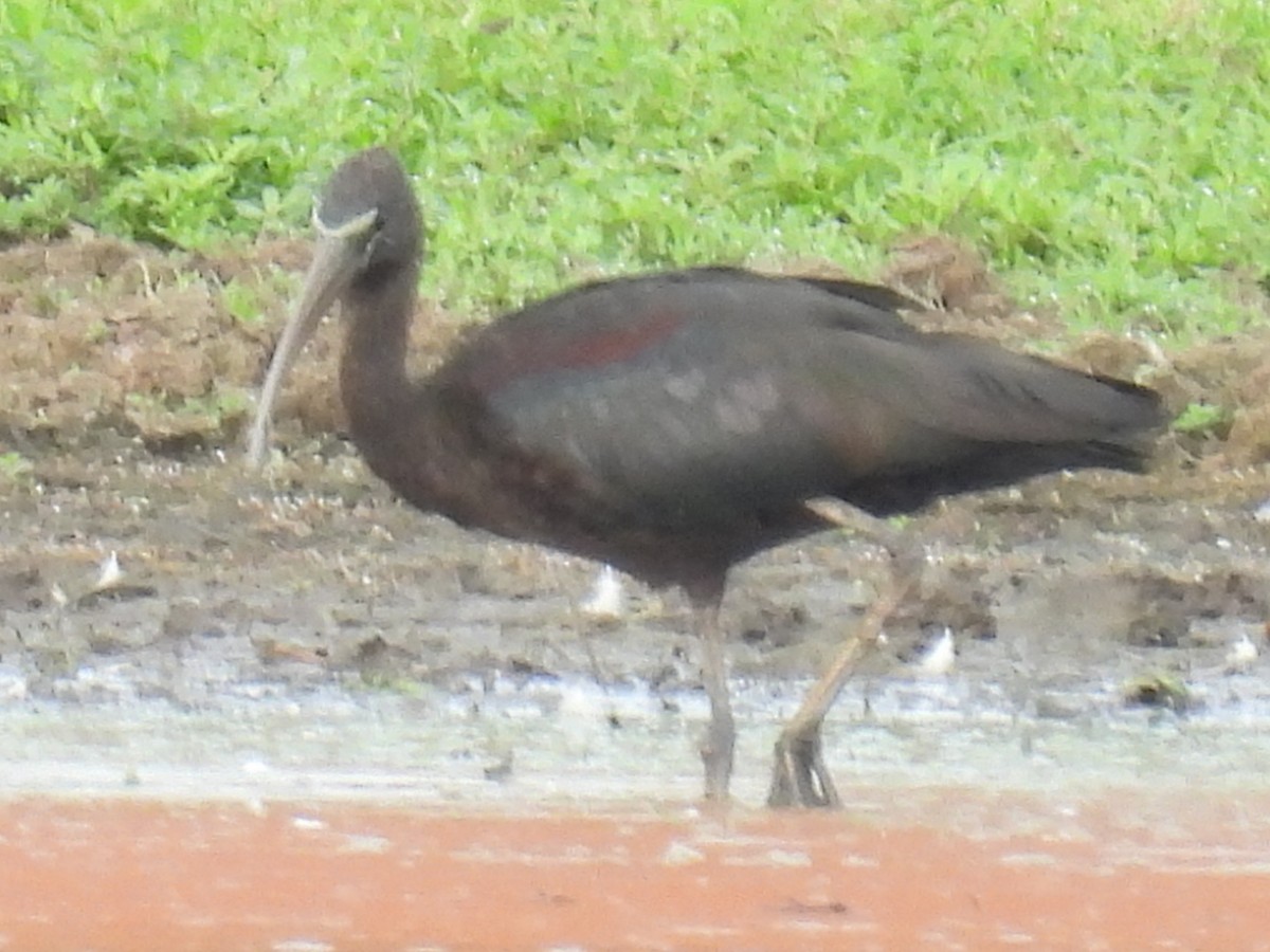 Glossy Ibis - ML646721473