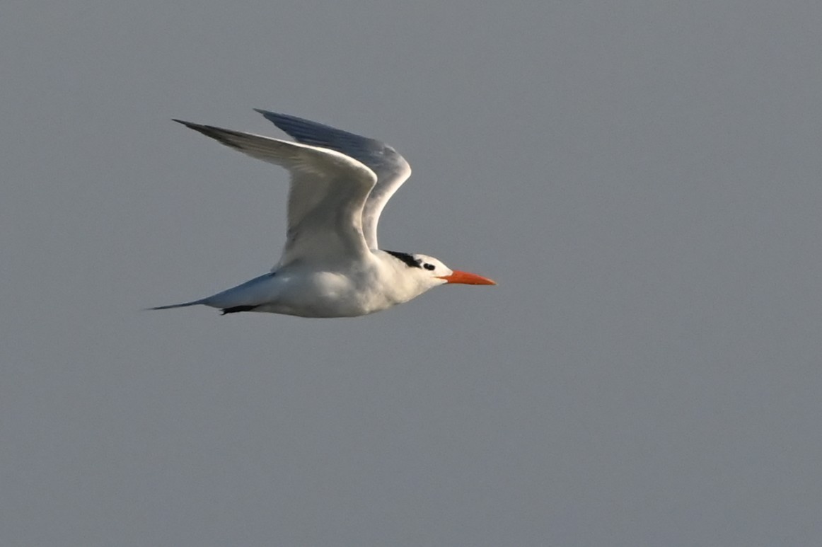 Royal Tern - ML646721476