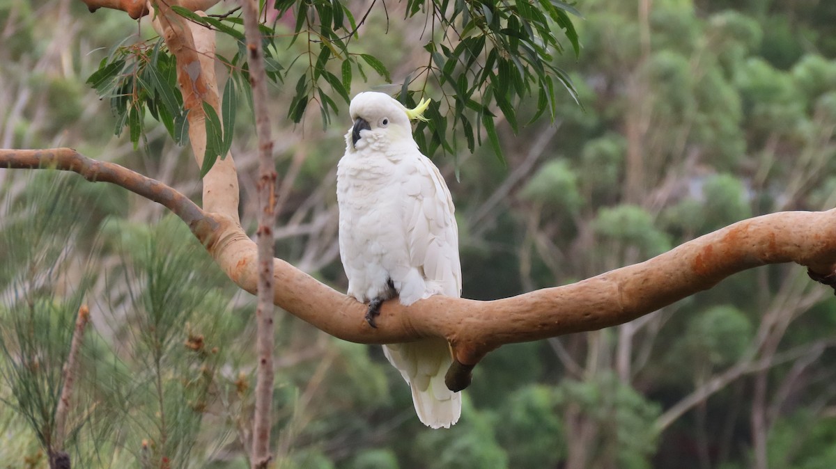 葵花鳳頭鸚鵡 - ML646721477