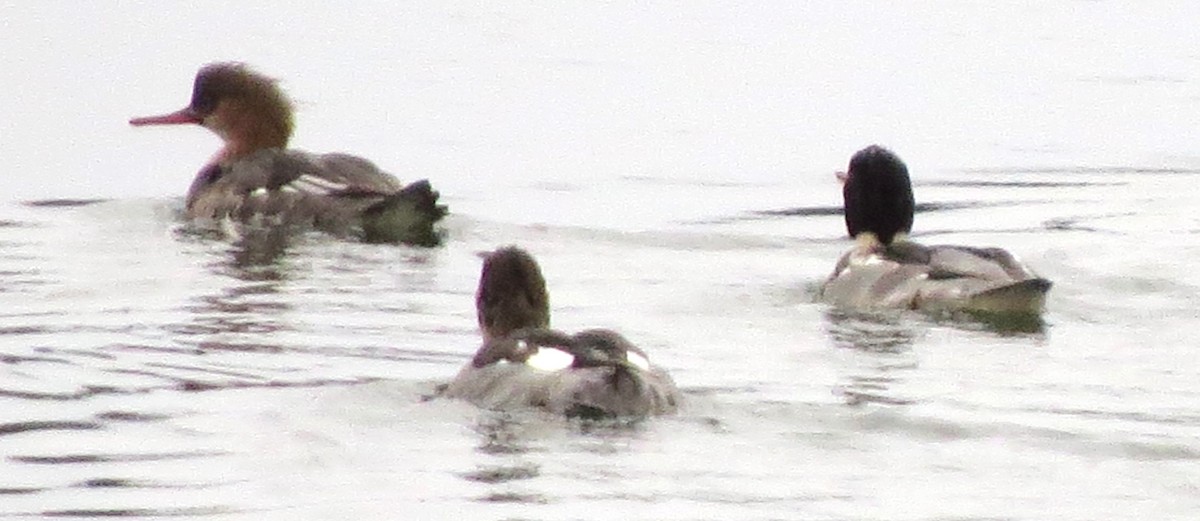 Сэвгэр бохио - ML646721478