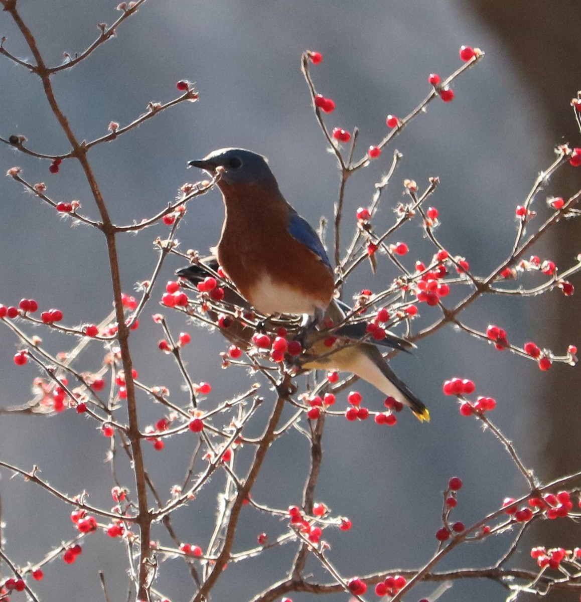 Eastern Bluebird - ML646721479