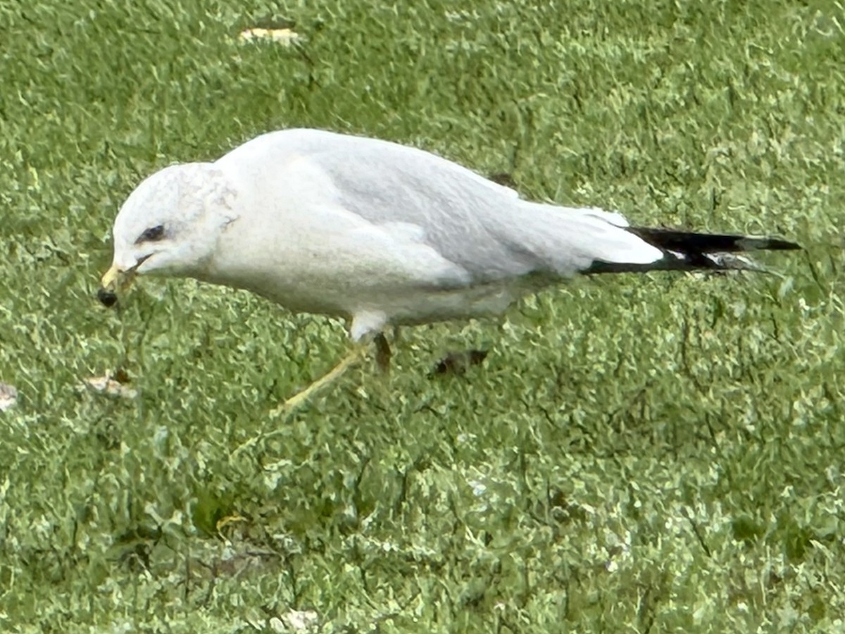 Ring-billed Gull - ML646721482