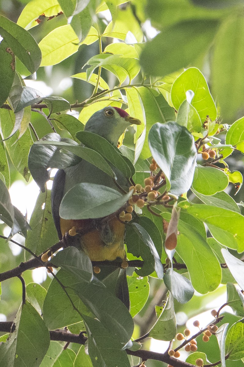 Beautiful Fruit-Dove - ML646721483