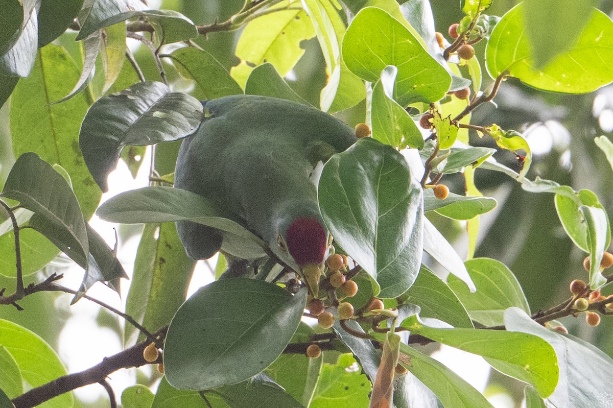 Beautiful Fruit-Dove - ML646721485