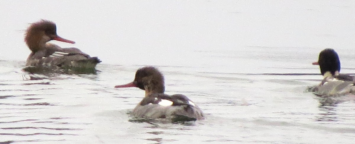 Сэвгэр бохио - ML646721486