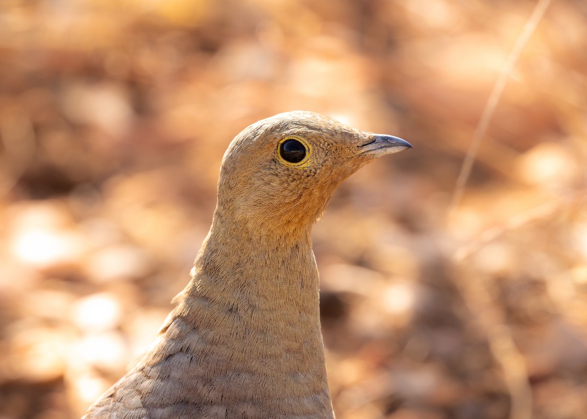 Капский рябок - ML646721487