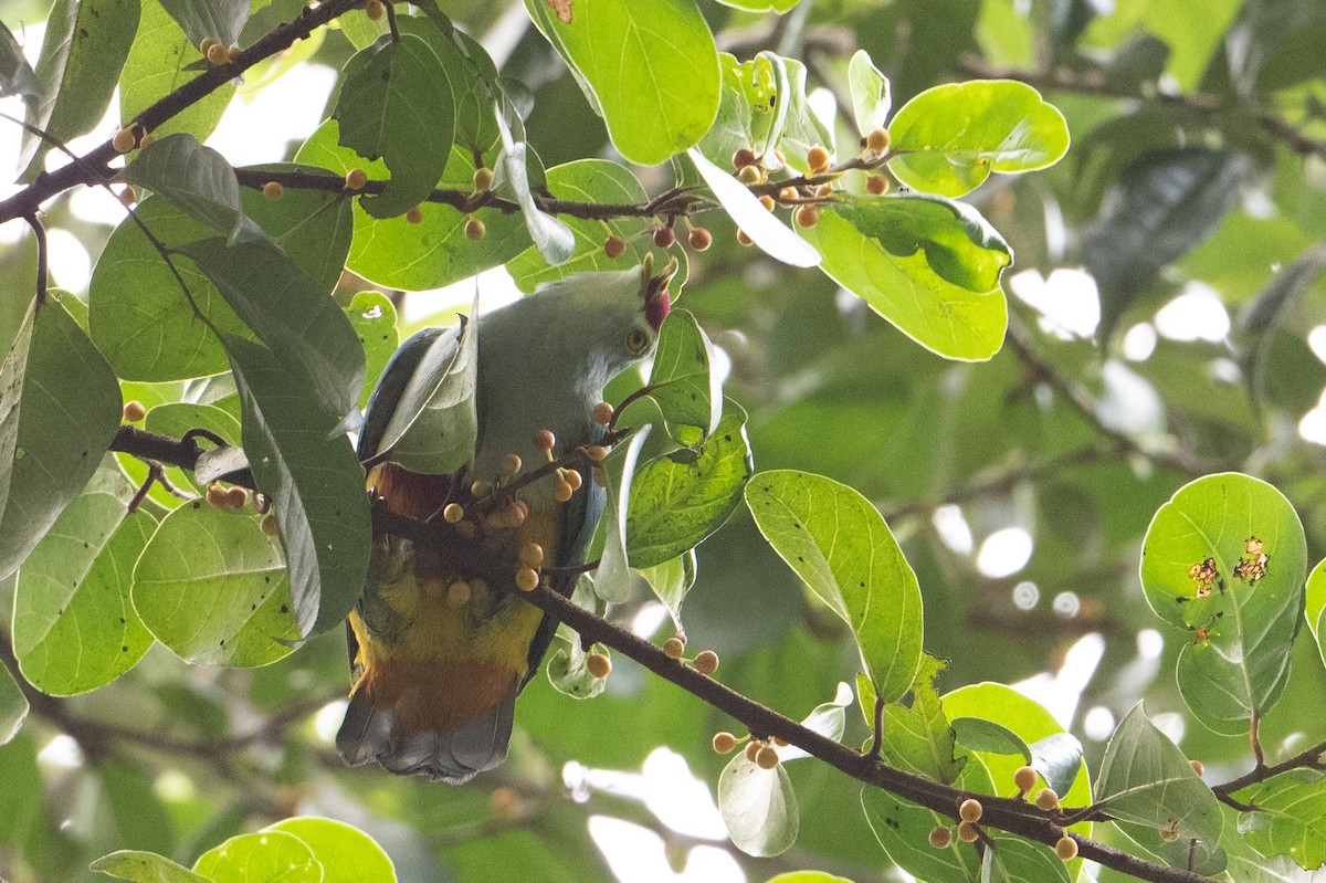 Beautiful Fruit-Dove - ML646721488