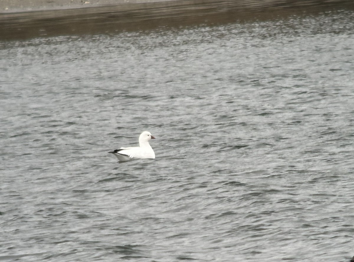 Гусь Росса - ML646721490