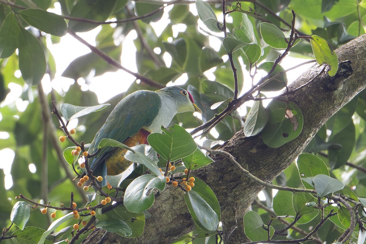 Beautiful Fruit-Dove - ML646721491