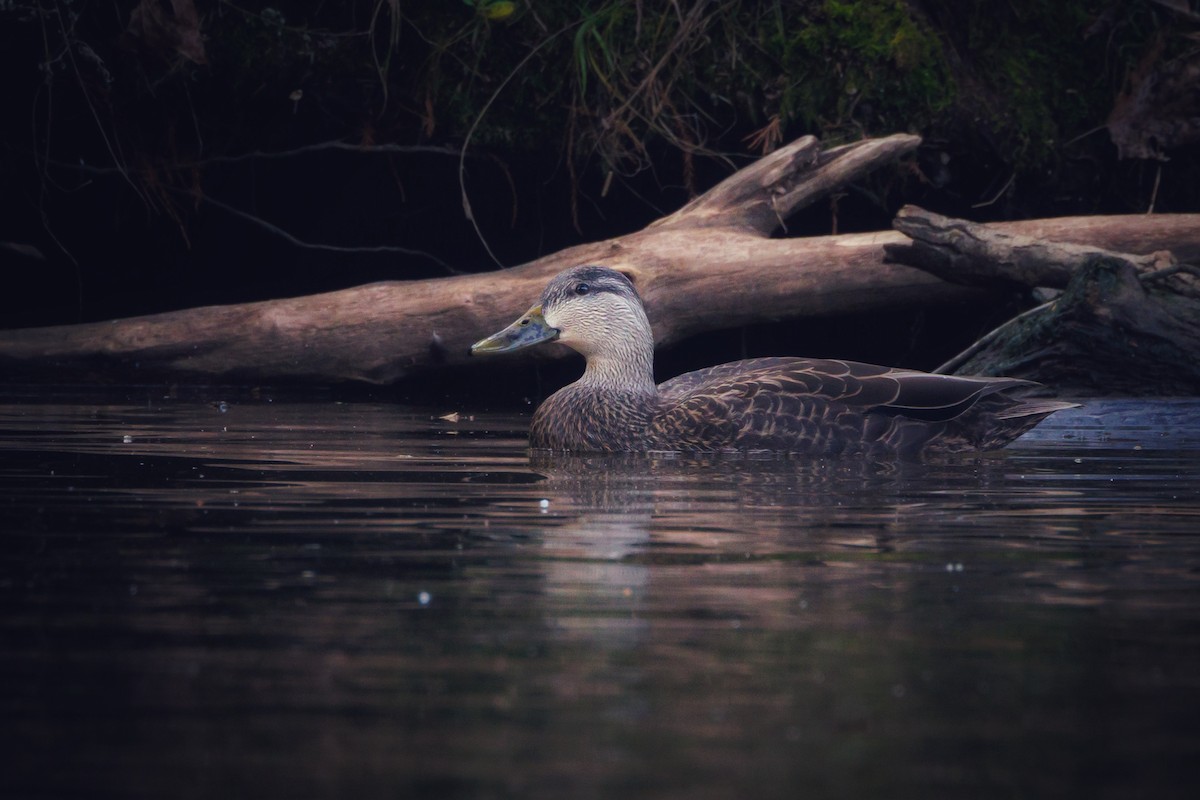 American Black Duck - ML646721492