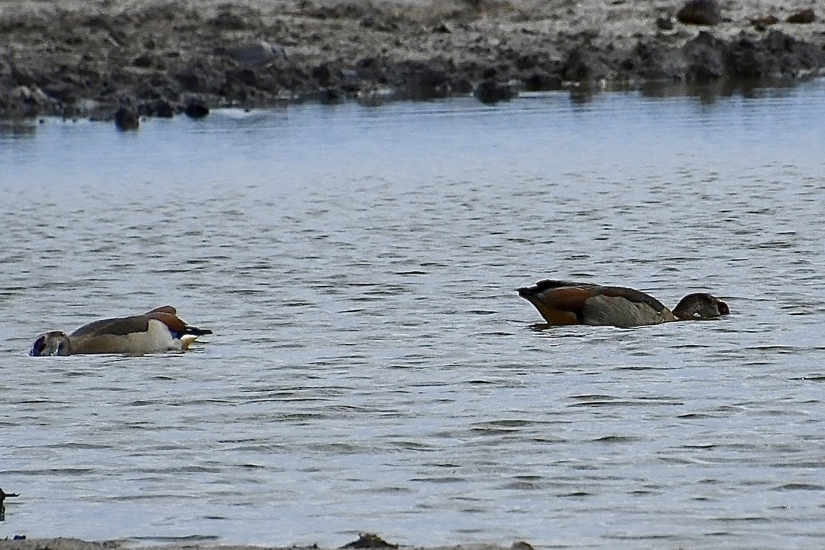 Antzara egiptoarra - ML646721493