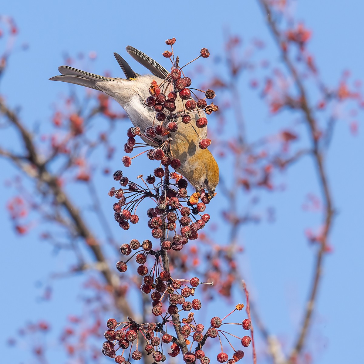 ギンザンマシコ - ML646721495
