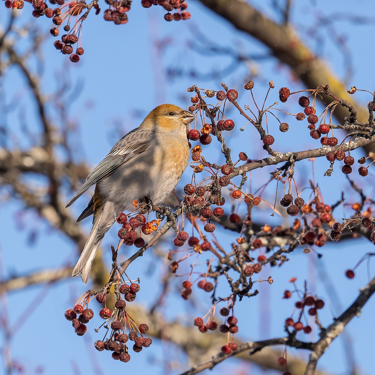 ギンザンマシコ - ML646721497
