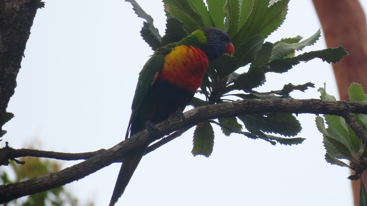 彩虹吸蜜鸚鵡 - ML646721498