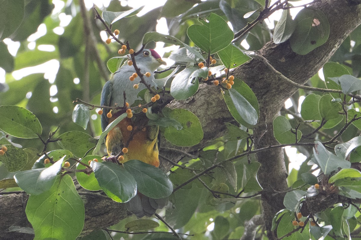 Beautiful Fruit-Dove - ML646721499