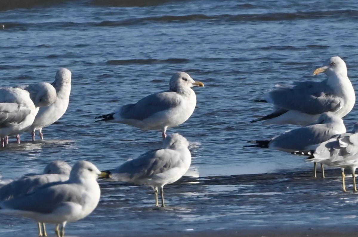 Iceland Gull - ML646721500