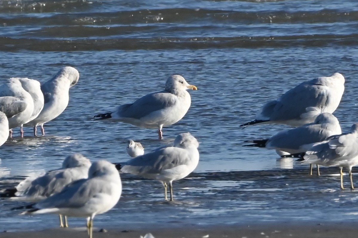 Iceland Gull - ML646721501