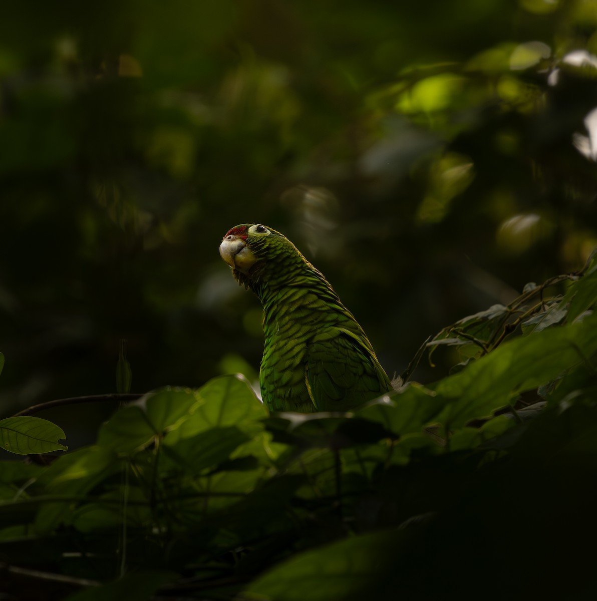 Amazone de Porto Rico - ML646721502