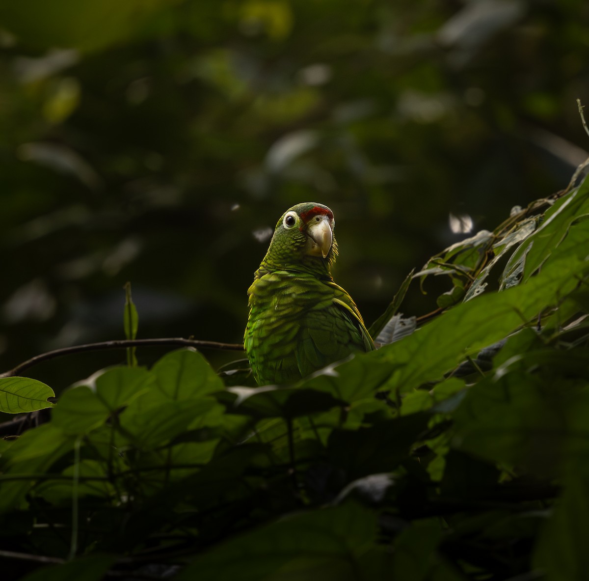 Amazone de Porto Rico - ML646721503