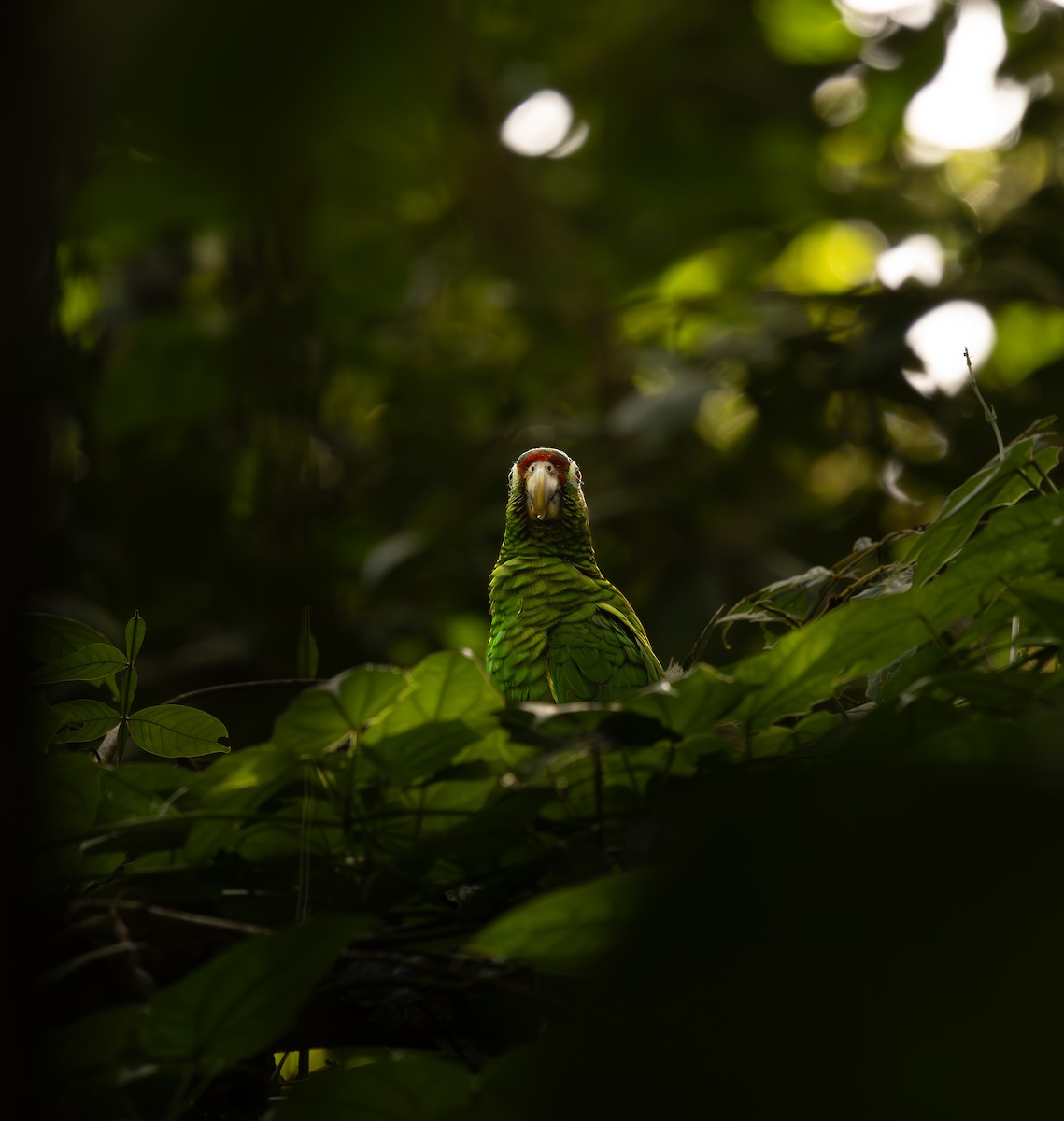 Amazone de Porto Rico - ML646721504