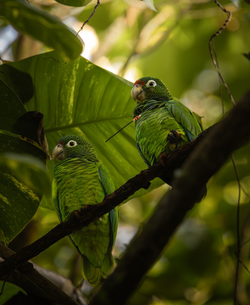 Amazone de Porto Rico - ML646721505