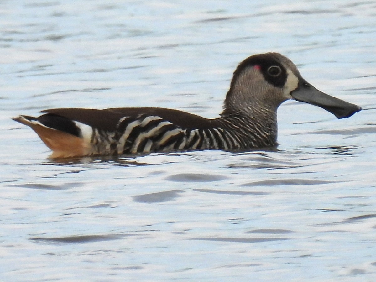 Pink-eared Duck - ML646721506