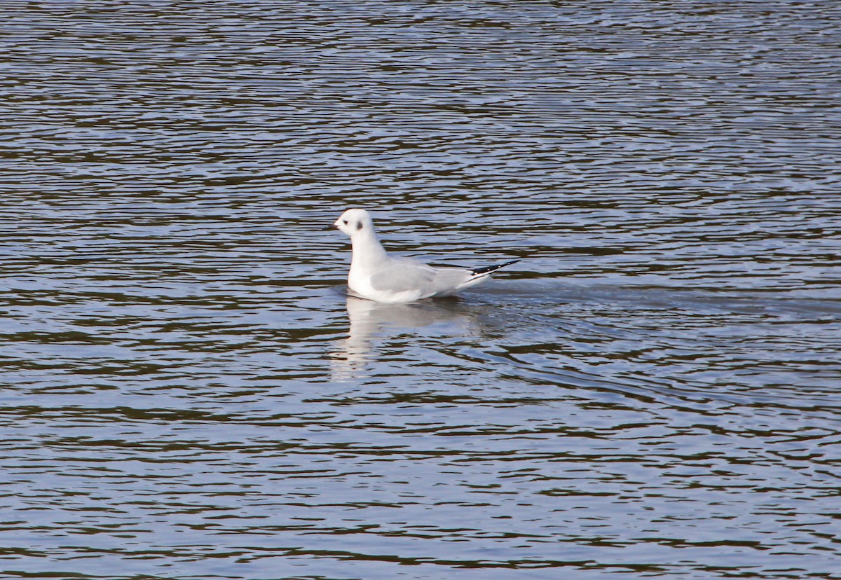 racek Bonapartův - ML646721507