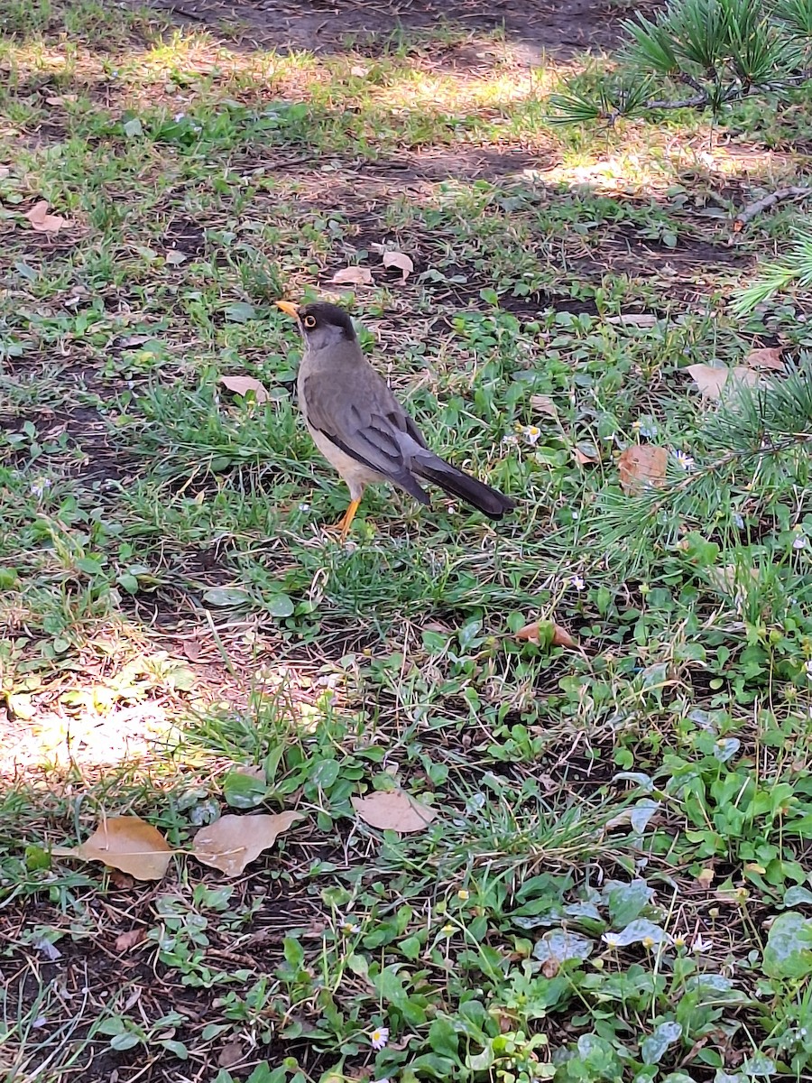 Дрізд південний - ML646721510