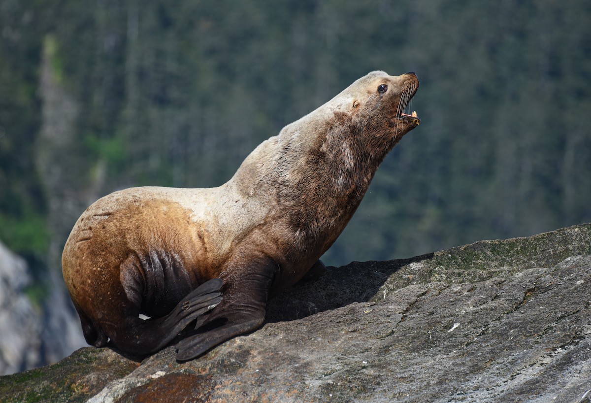 otarie de Steller - ML646721511