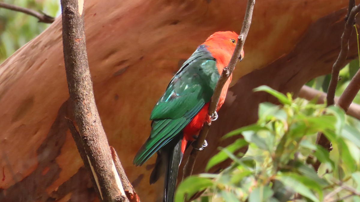 Australian King-Parrot - ML646721512