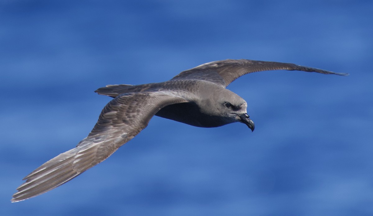 Great-winged Petrel - ML646721513