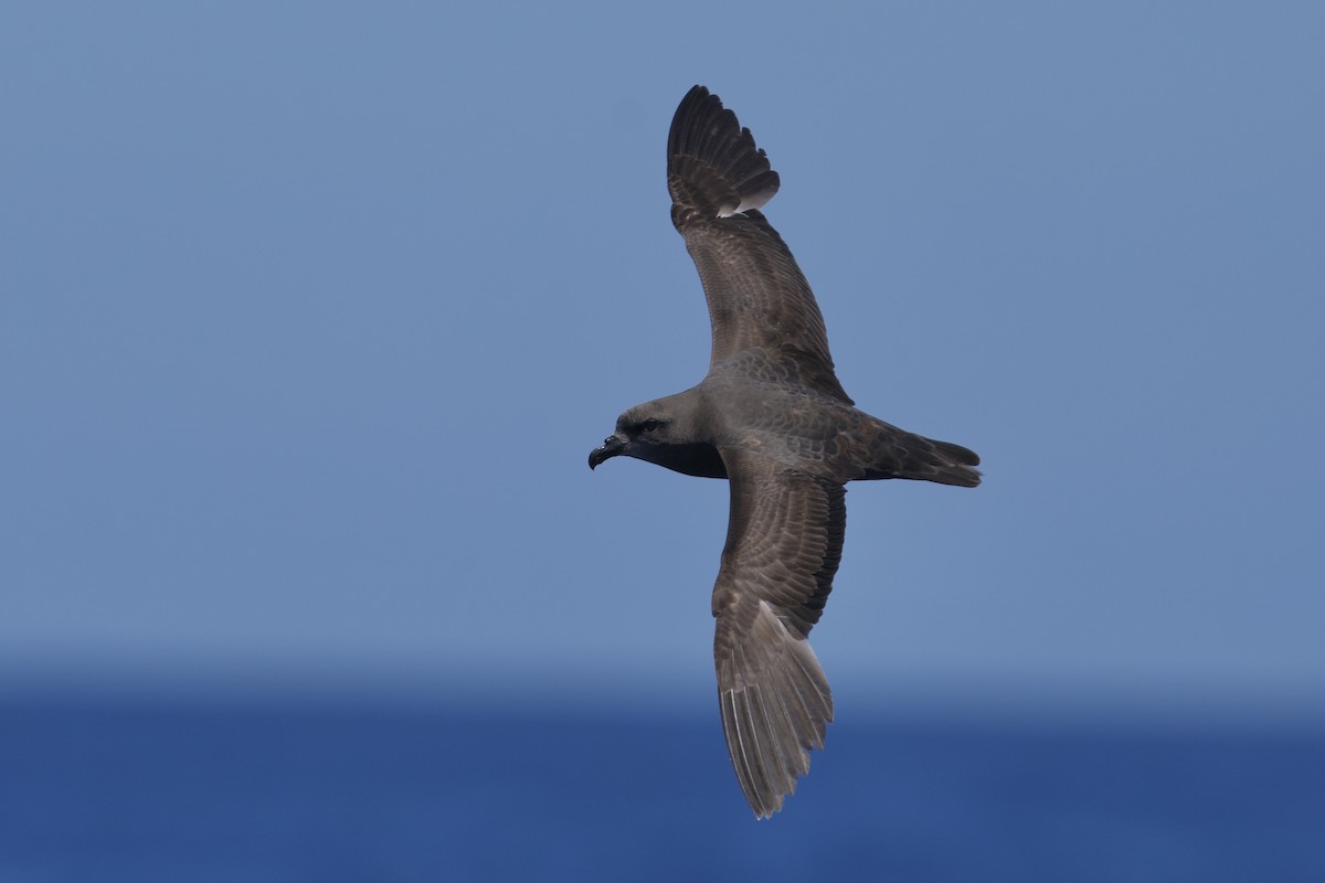 Great-winged Petrel - ML646721514