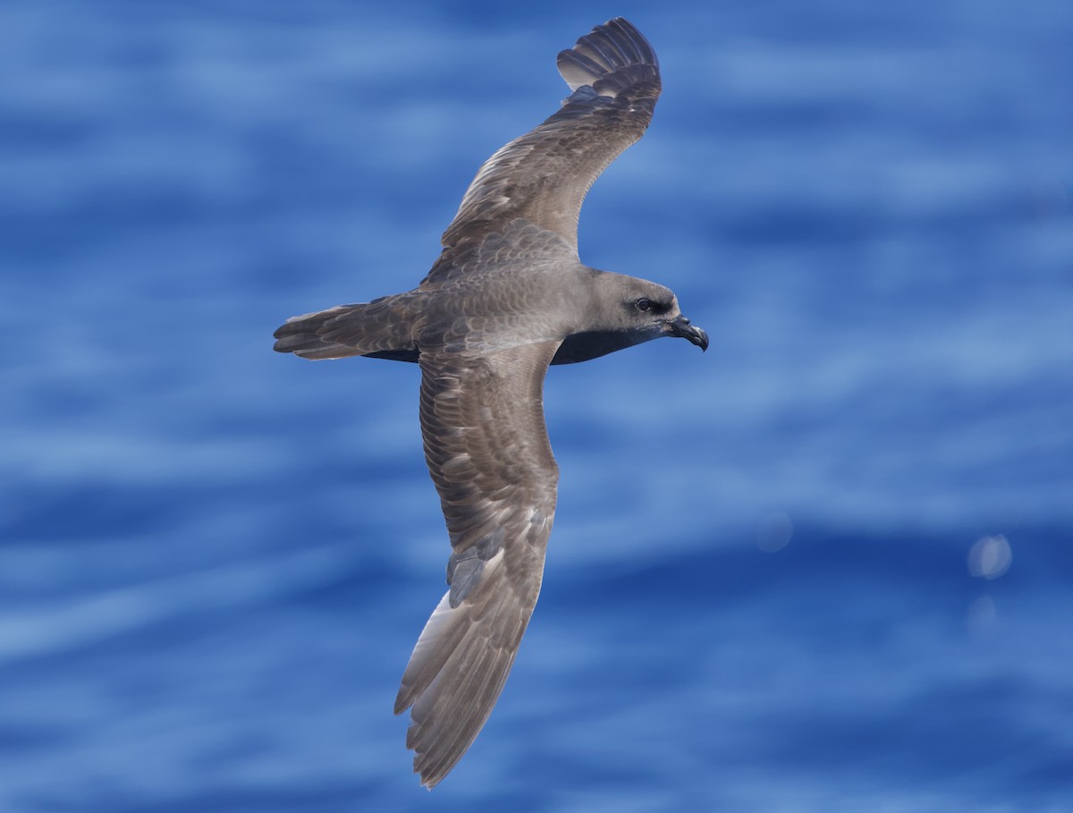 Great-winged Petrel - ML646721515