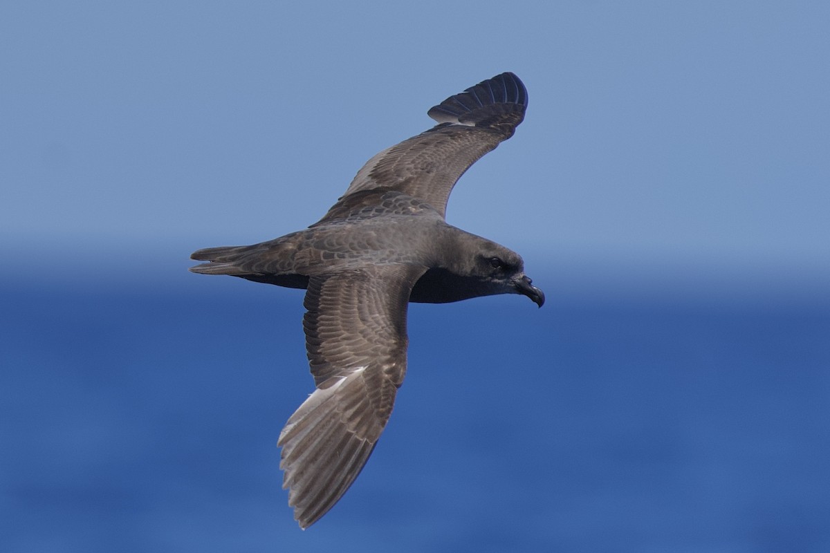 Great-winged Petrel - ML646721516