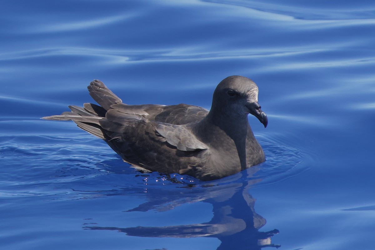 Great-winged Petrel - ML646721517
