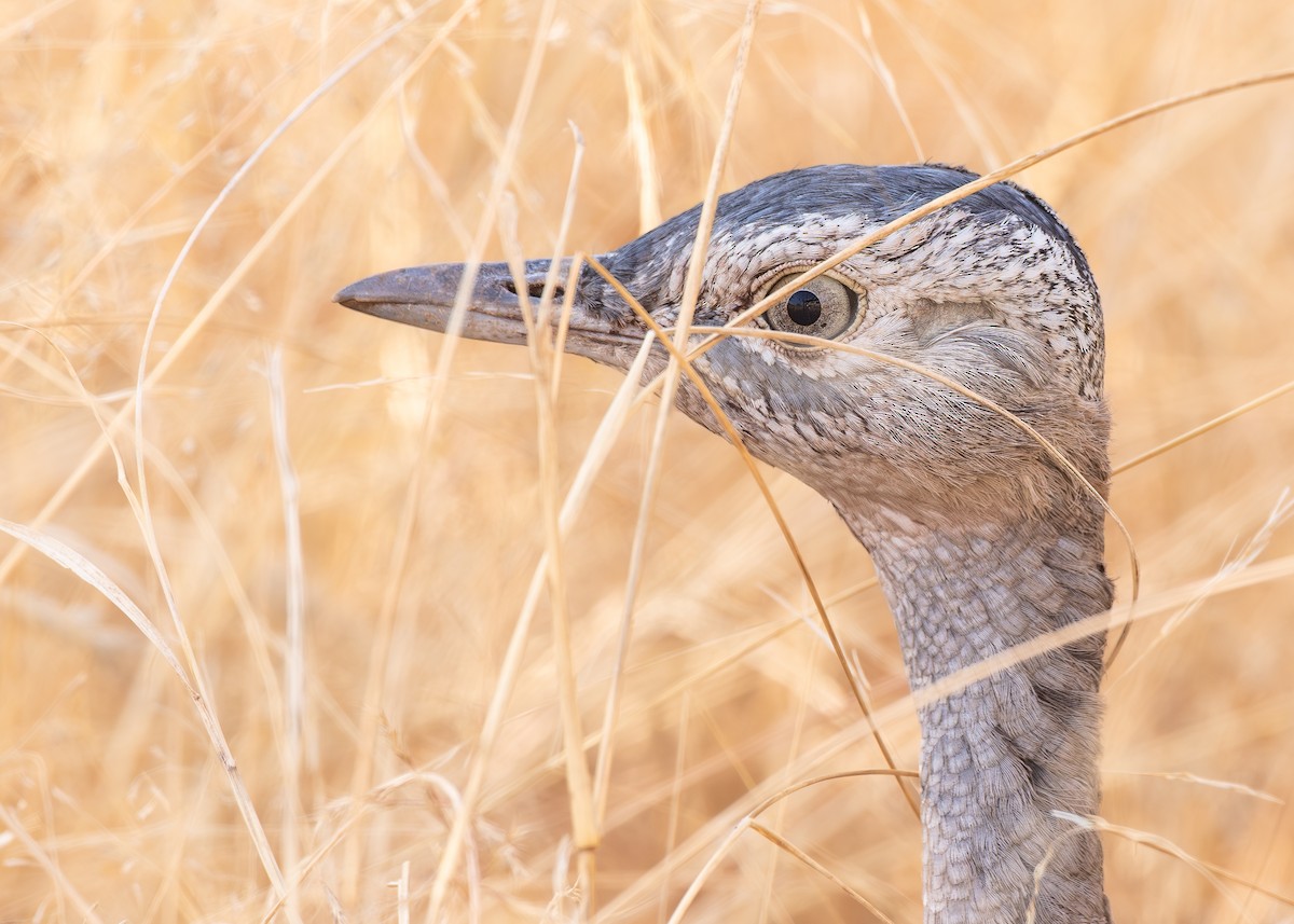 Рыжехохлый корхан - ML646721520