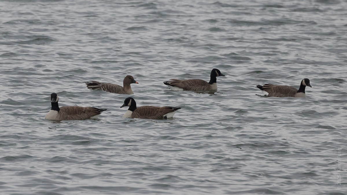 Тундровый гуменник - ML646721521