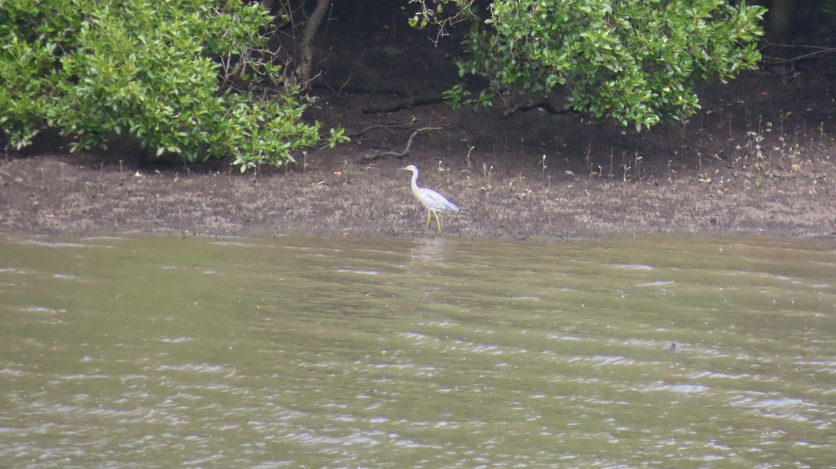 白臉鷺 - ML646721522