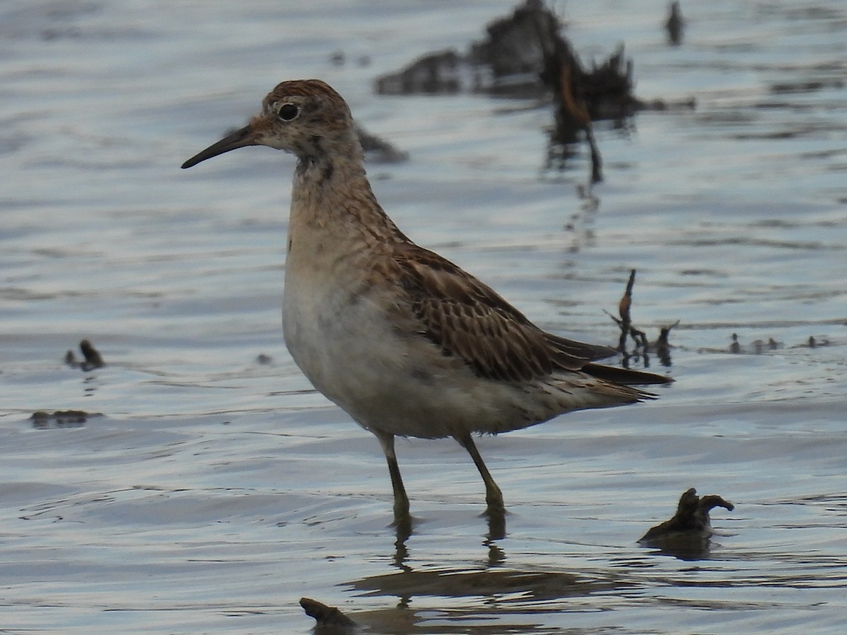 Sharp-tailed Sandpiper - ML646721524
