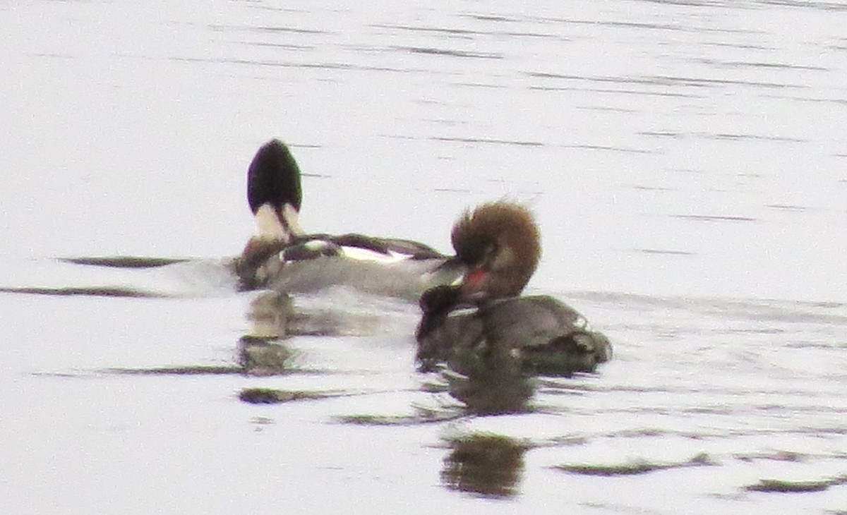 Сэвгэр бохио - ML646721527